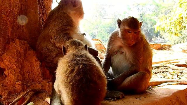 Big Leyla Monkey Was Grooming For Young Female Monkey Baby Lucas Trying Hard Asked Milk From Mom смотреть онлайн