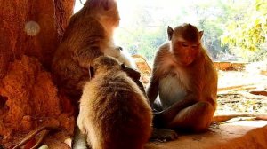 Big Leyla Monkey Was Grooming For Young Female Monkey Baby Lucas Trying Hard Asked Milk From Mom
