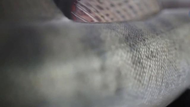 Ловля судака троллингом на воблеры: поиск, снасть и подача смотреть онлайн