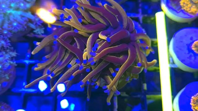 CF Golden Torch 24k Euphyllia смотреть онлайн