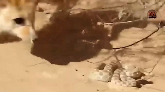 Alabay Leopardni yirtib tashladi! kameraga yozib olingan hayvonlar jangi. смотреть онлайн
