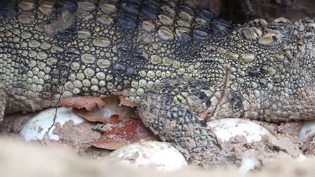 Big Cat Powerful Become Prey Of The Giant Anaconda - Tiger, Python, Crocodile, Wildebeest смотреть онлайн