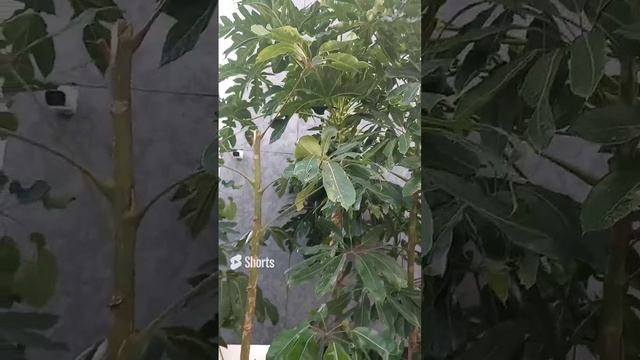 Папайя, дерево, Кипр, Лимасол, плоды, дерево с папайей