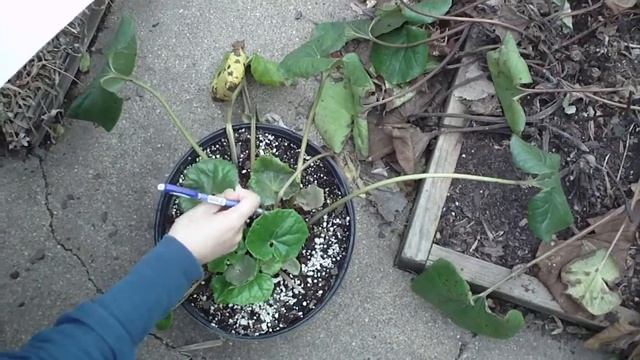 Ligularia Spp 橐吾