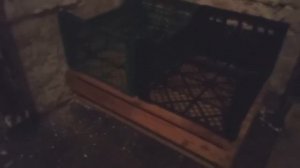 Курятник в погребе гаража/ Курятник под землей /Chicken coop in basement garage