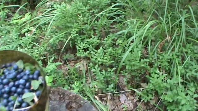 Сбор черники комбайном) смотреть онлайн