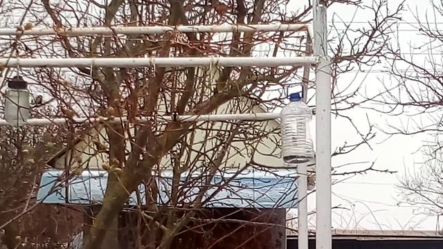 Зимняя кормушка для птиц из пластиковой бутылки