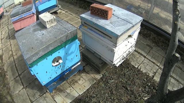 Слёт пчел и расположение ульев смотреть онлайн
