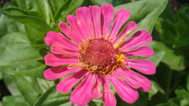 Цветы быстрый просмотр смотреть онлайн