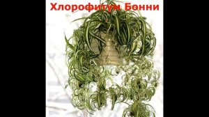 Лучшие Вьющиеся Растения для Дома/Неприхотливые ампельные цветы дома