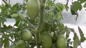 Томат Розовая Стелла. Грибы и Внук Тимофей