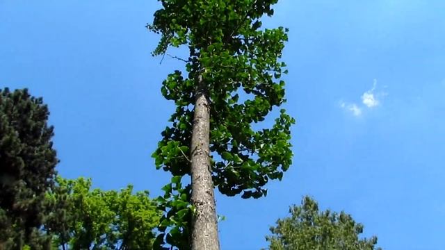 Гинкго Билоба Фастигиата/Ginkgo Biloba Fastigiata/Обзор