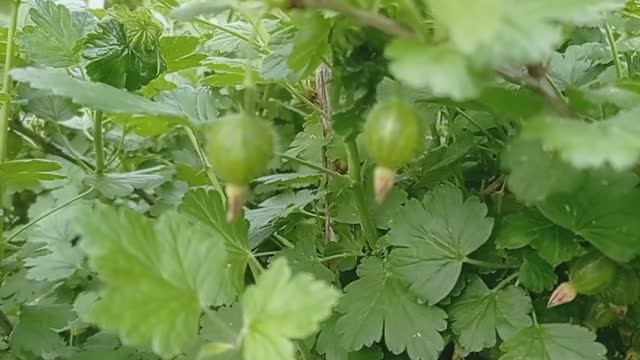 Крыжовник у колодца. (2021.05.30_16:35:58)