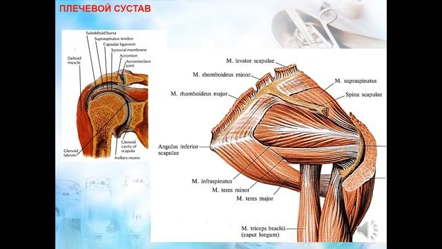 ЛЕКЦИЯ №2. Топографическая анатомия верхней конечности смотреть онлайн