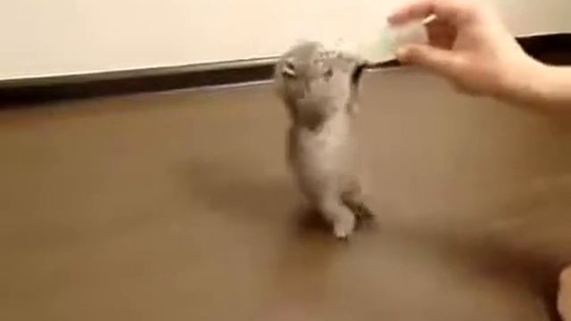 Прикольное видео, как котёнок дико пьёт молоко= смотреть онлайн