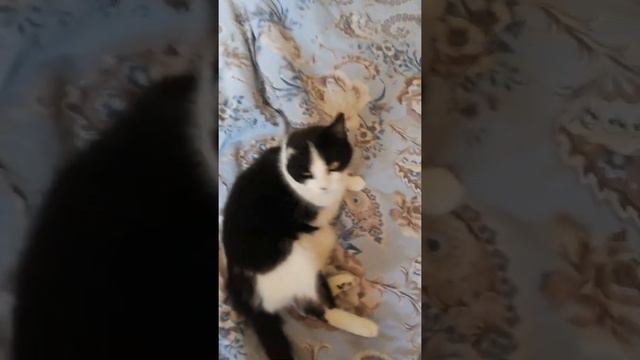 Вредная Маруся) кошка без уха и лапы.. смотреть онлайн