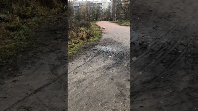 Новая шлейка смотреть онлайн