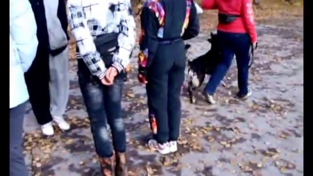 ДРЕССИРОВКА СОБАК (СУПЕР-АЛЬФА). смотреть онлайн