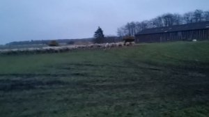 Собака сама загоняет овец