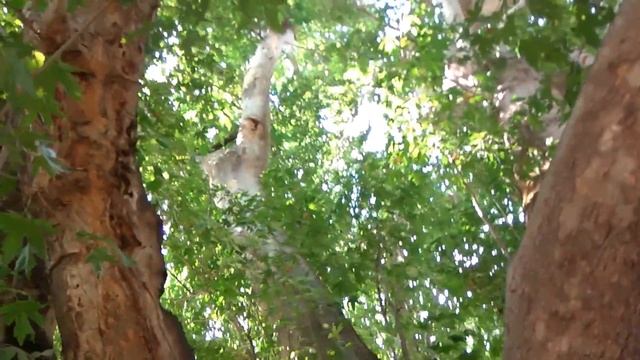 Офигенно огроменная и старая чинара. Поселок Нилю. смотреть онлайн