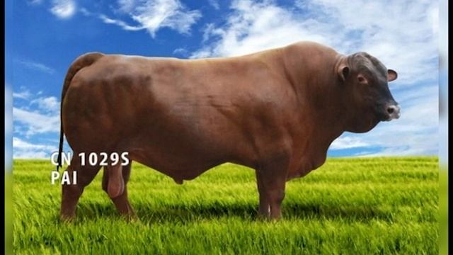 LOTE 37 RN 150 смотреть онлайн