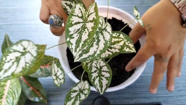 Dwarf Caladium | White Christmas | Repotting & Care Tips | KHLMN TIPS смотреть онлайн