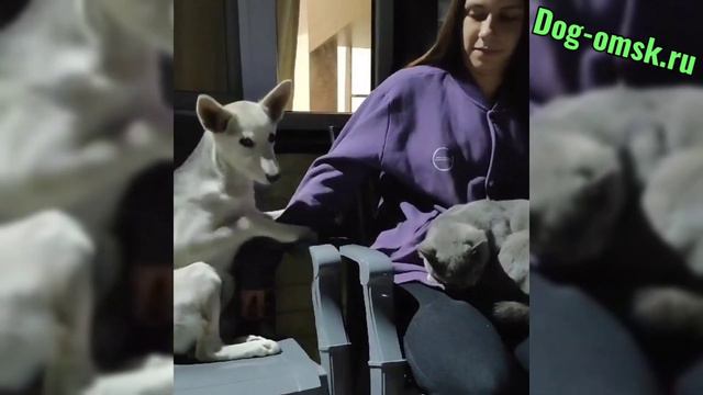 Привет от ТРЕЙСИ. смотреть онлайн