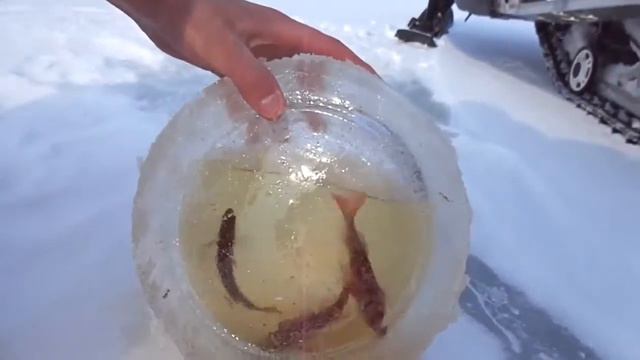 Severe Aquarium Суровый аквариум смотреть онлайн