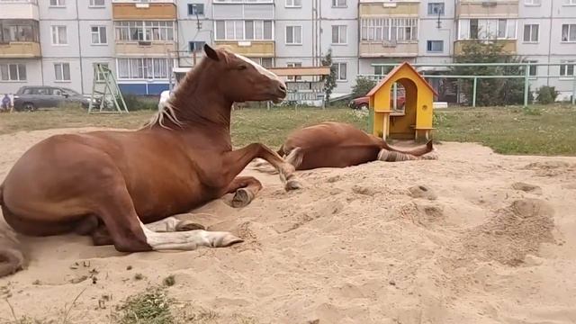Лошади в песочнице смотреть онлайн