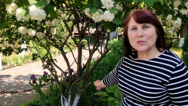 Как вырастить красивую калину бульденеж смотреть онлайн