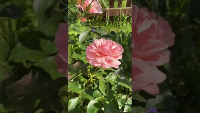 Мой палисадник с Розами "Мария-Антуанетта"(сливочная) и "Ботичелли"(розовая). смотреть онлайн