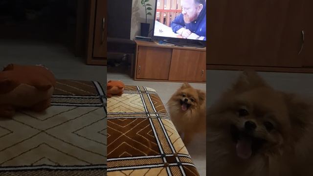 Шпиц Жуж и кошка делят игрушку смотреть онлайн