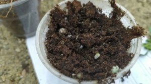 Грибные комарики или почвенные мушки, борьба и профилактика.