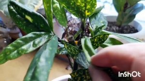 Моя аукуба японская.