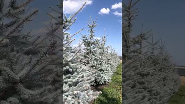 Ель колючая Эдит смотреть онлайн