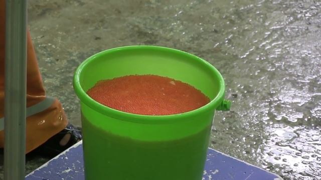 Форель | Как это сделано смотреть онлайн