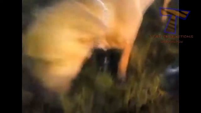 Смешные животные на льду. Забавные животные — сборник смотреть онлайн