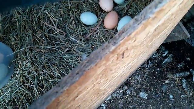 Я-ЧАЙНИК говяжья печень САЛАТ УРОЖАЙ ЯИЦ смотреть онлайн
