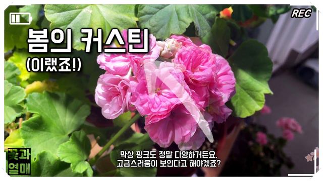 4K_지금 이런 꽃을 보여주는 멋진 제라늄! (봄과 지금 꽃 비교해보세요) смотреть онлайн