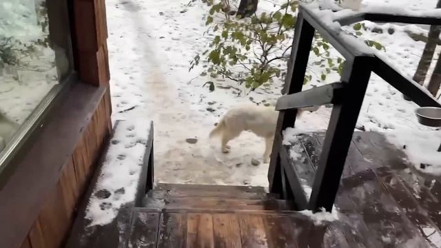 Алиса - лиса. Белый, голуби и курица