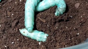 Разведение табачного бражника от А до Я//Как вырастить бабочку