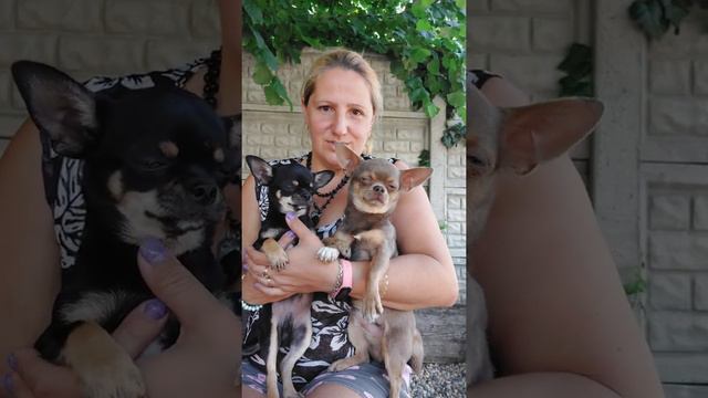 сынок чихуахуа Шакир Эфес мини продажа,папа Космос питомник Кастропуло Крым