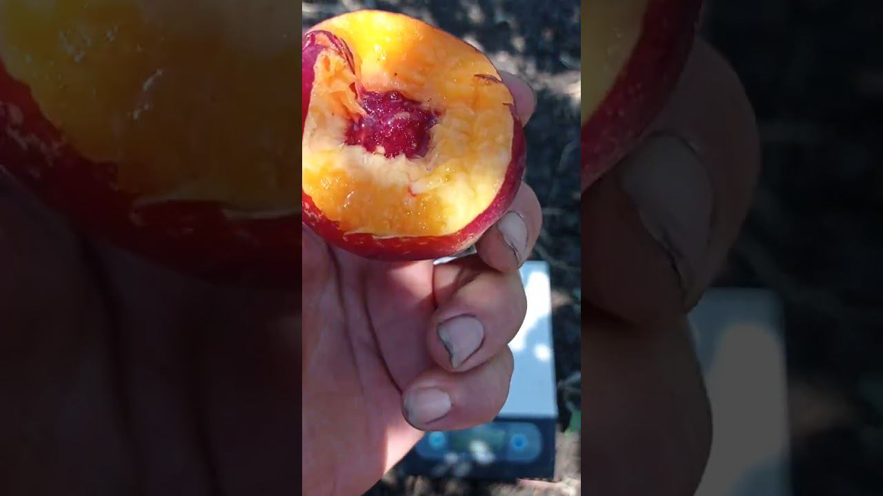 Нектарин Геа (Gea)