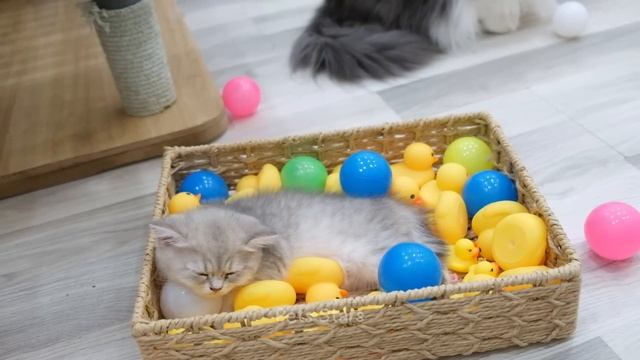 Funniest Animals 2023 ? Best Funny Cats and Dogs Videos ?? Part 15 смотреть онлайн