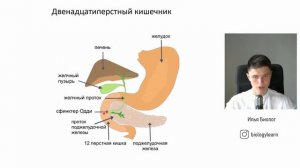Пищеварительная система | Анатомия Биология ЕГЭ | Физиология