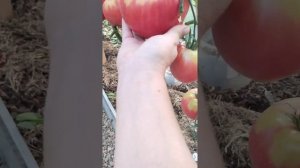 Томат Вельможа.Великолепный детерминантный сорт.