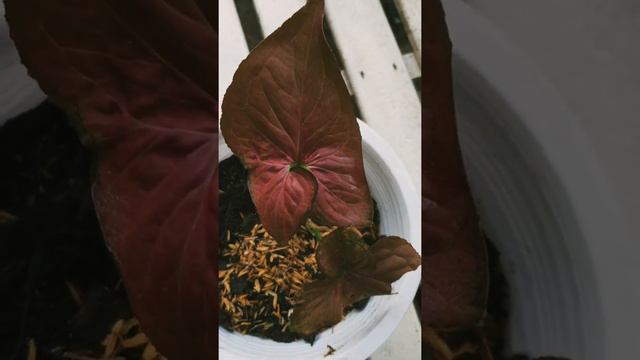 calladium alocasia monstera and others house plant in home смотреть онлайн