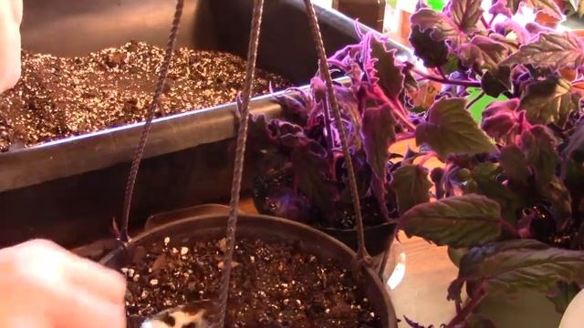 Propagation Purple Velvet and Coleus смотреть онлайн