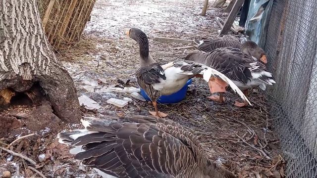 Гуси Еденские Тульские бойцовые Калужские обзор породы