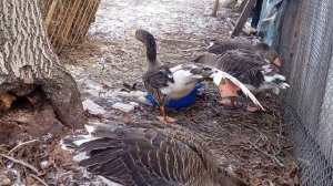 #Гуси #Еденские #Тульские бойцовые Калужские #обзор породы